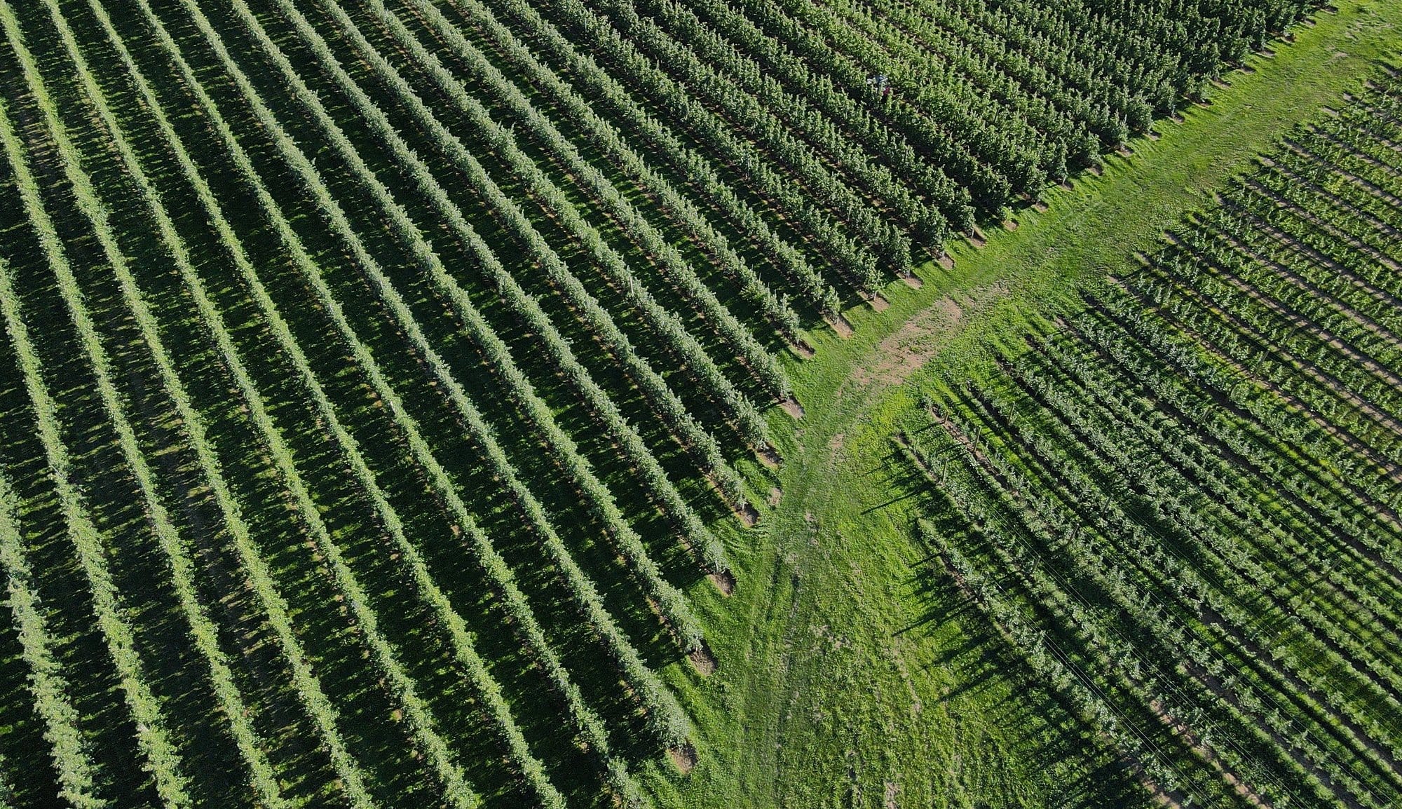Orchard Overhead View