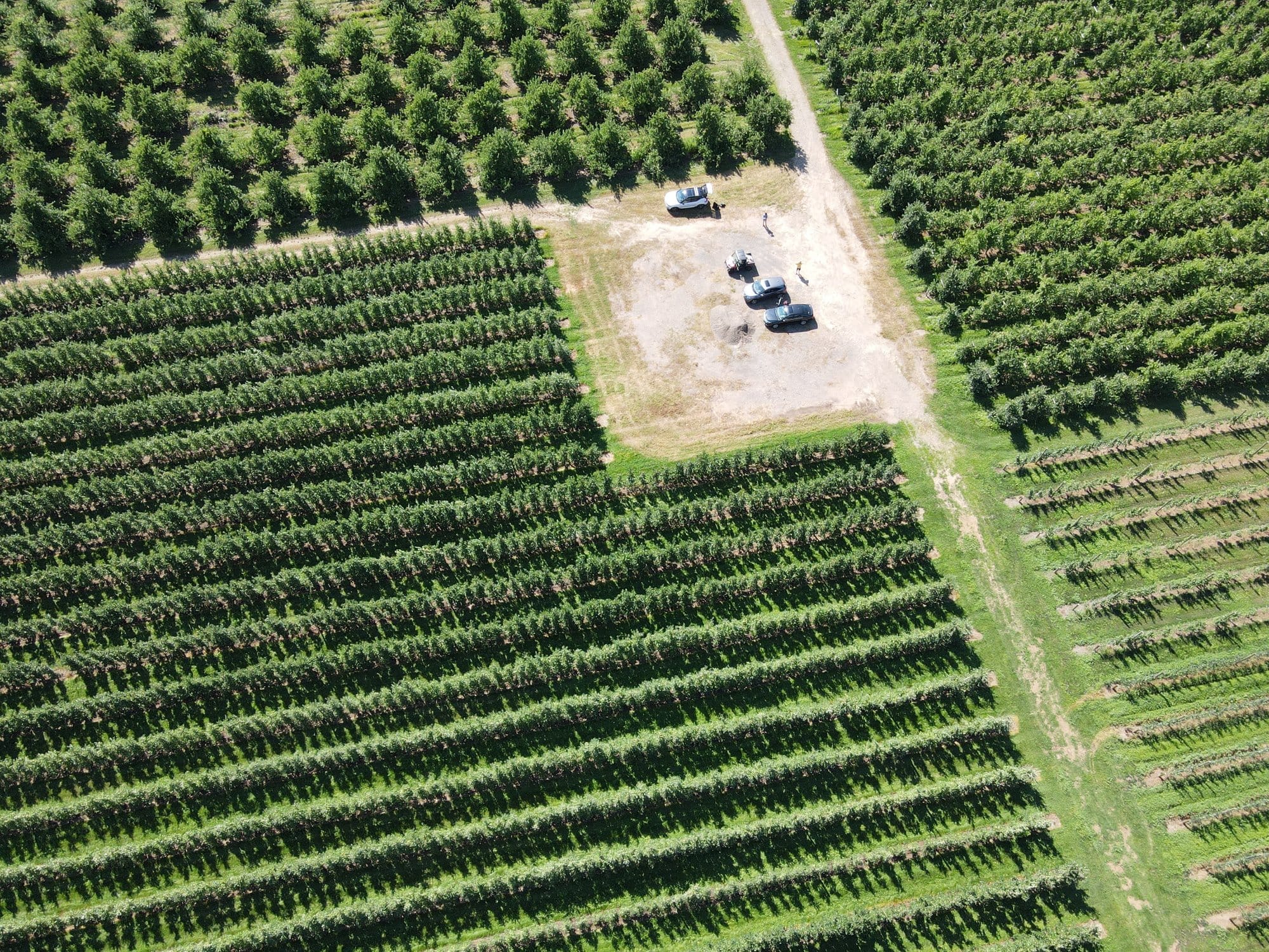Orchard Aerial View